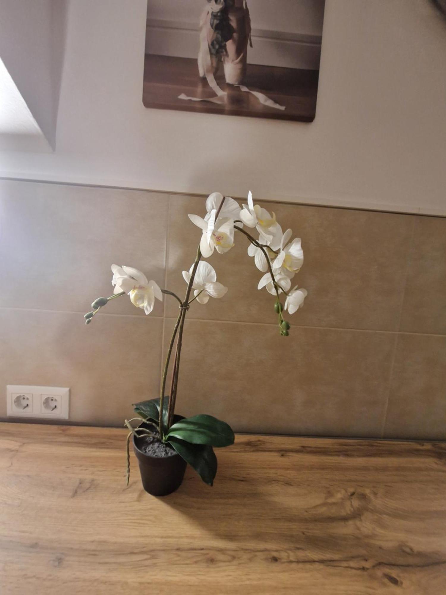 Gent Apt Wien Ngoại thất bức ảnh